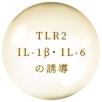 TLR2IL-1β・IL-6の誘導