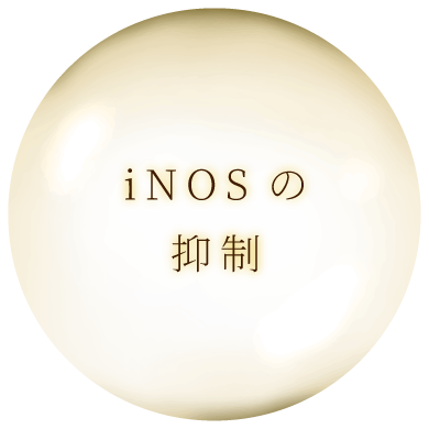 iNOSの抑制